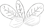 dessin de noix et feuilles de karité