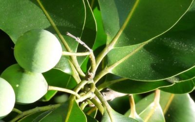 Tout savoir sur l’huile de Tamanu