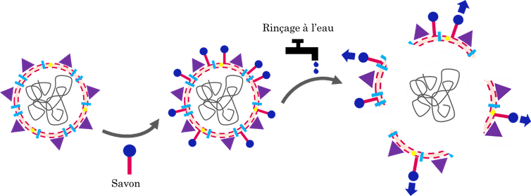 Action du savon sur un virus