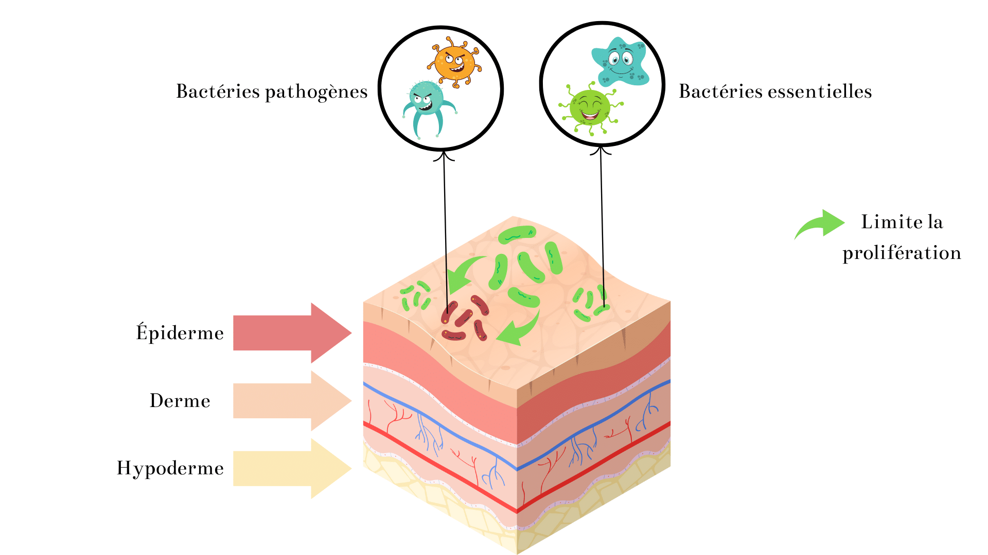 schéma de la peau avec la flore transitoire qui est pathogène et résidente qui est essentiel pour le bon fonctionnement du filmhydrolipique.