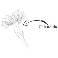 Icon Calendula